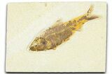 Detailed Fossil Fish (Knightia) - Wyoming #367459-1